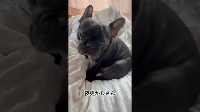 【今朝の凛さん】夜更かしをして眠いフレンチブルドッグ🥱#frenchie #frenchbulldog #frenchbulldoglife #shorts