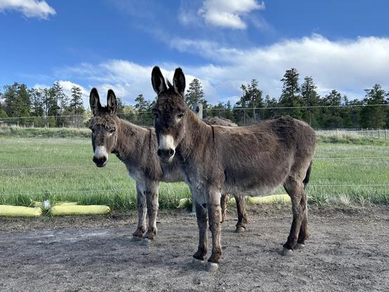 Two gray donkeys standing side by side in profile, a bit scruffy looking but handsome all the same. Their heads are turned attentively to the camera and their long ears likewise. They stand in front of small but lush green pasture with a line of trees on the other side and many puffy white clouds overhead.