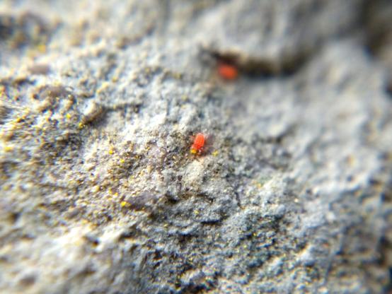A tiny six-legged (and therefore larval) red mite with a vaguely oval body feeding on an infinitesimally small speck of yellow pollen on rock.