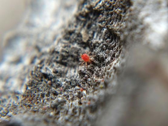 A tiny squarish bright red mite sinking its mouthparts into a tiny dark red ball, one of many in the crevices of tree bark.