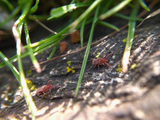 Two large, wrinkly, velvety red mites chasing each other on a shady tree root.