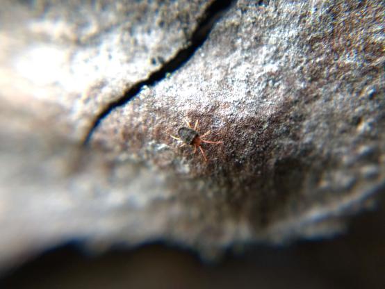 A slightly flat, finely wrinkled dark blueish mite with light red legs and mouthparts, on tree bark.