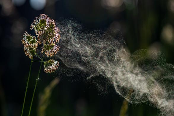 A trail of pollen being blown from cock's-foot grass