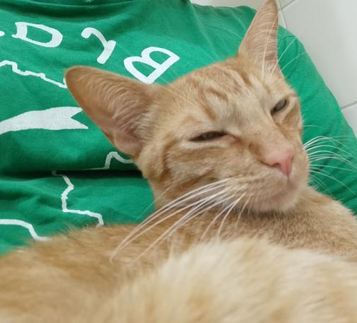 an orange tabby kitten sitting in octo's lap with squinted eyes comfortably snuggling