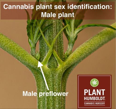 A close up photo of the stem of a cannabis plant. There is an arrow pointing to a leaf node, out of which a new branch is forming along with a very tiny flower bud that looks like a miniature rose bud. This will eventually expand and become a pollen-shedding cluster of male flowers once the plant reaches full flowering phase later in the summer.
