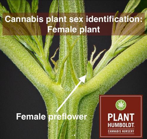 A close up photo of the stem of a cannabis plant. There is an arrow pointing to a leaf node, out of which a new branch is forming along with a very tiny flower. The "flower" is two fuzzy, greenish-white, hair-like filaments known as "stigma", protruding like two fingers making a "peace sign" from a green pod-like structure. The two "hairs" as stigma are commonly called will collect any airborne pollen and a seed will form inside the pod-like structure. During vegetative growth phase, these little preflowers remain insignificant. But once longer fall nights trigger the plant into flowering phase, these pod-with-hair structures will pack together into large, dense clumps that most people know as "buds". Far from being flower buds, these are the end stage of the flowering cycle. In nature, these flower clusters would become pollinated and instead of becoming giant clusters, the plant would put its energy into producing seeds.