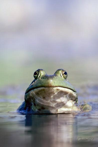 Ouaouaron ayant prévu un concert au bord du marais. (American bullfrog)