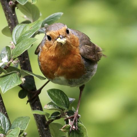 A Robin feeding babies with fresh food. The parents are busy non stop all day collecting food. I am pleased that the parents take seeds from the tray for themselves, but the babies get better 🙂