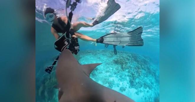 Sharks Attack Underwater Camera and Swarm Divers in Australia
