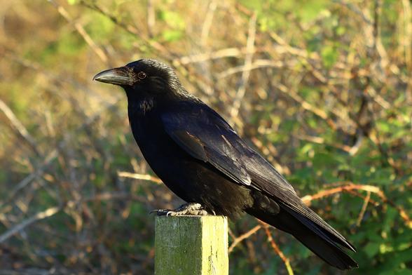 Viewed side on, a big black crow perched on a fence post.