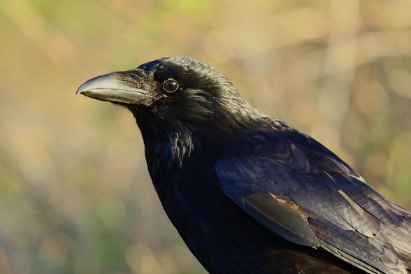 Close up of the crow’s head showing its eye and sunshine on its feather