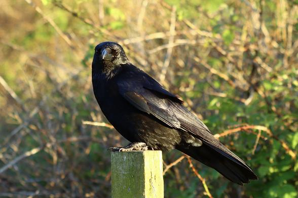 Viewed side on, a big black crow perched on a fence post, but now it’s staring right at YOU