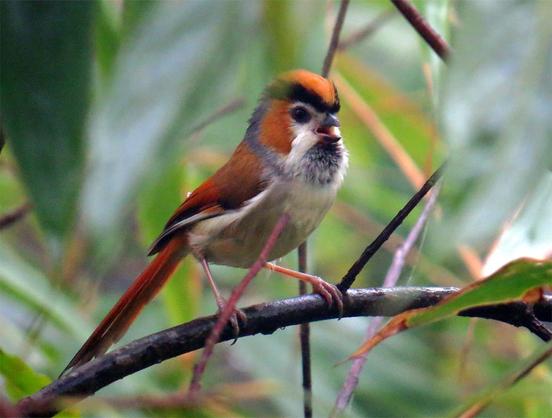 Black-throated Parrotbill (Suthora nipalensis)
LC Least Concern