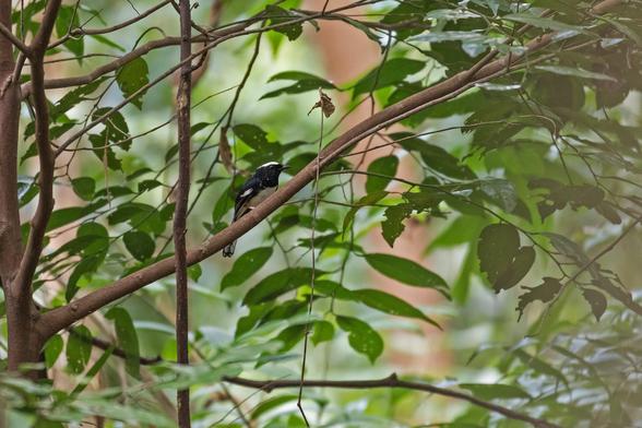 White-browed Shama (Copsychus luzoniensis)
LC Least Concern