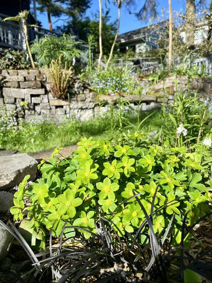 Small green flowered plant with yellow centers in a garden bed. Stone wall in the background.