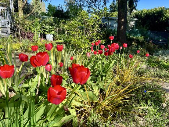 Some red tulips in a garden bed. Beside them is a drift of grass like plant with orangish gold leaves. Bright spring sun makes the colors pop