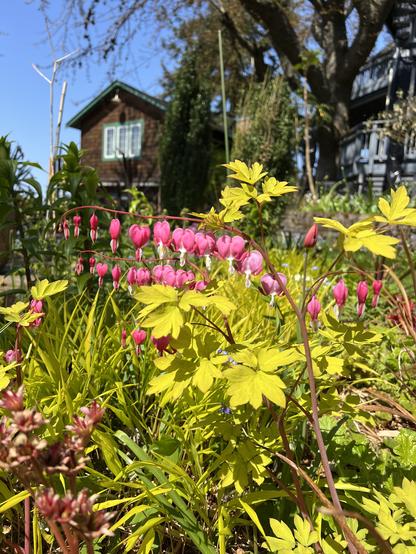 Small plant with chartreuse foliage and a long stem Of pink And white flowers shaped like paper lanterns. Behind it is some grass with similarly colored foliage.