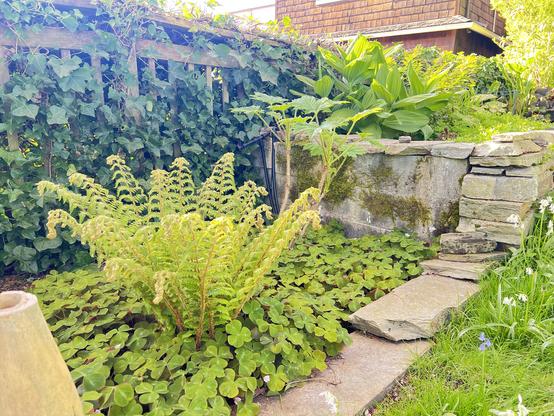 Large fern in a stone lined garden bed. Its shape is stately and symmetrical rather like a large vase. Surrounded by a carpet of tiny clover like plants. Ivy covered wall behind.