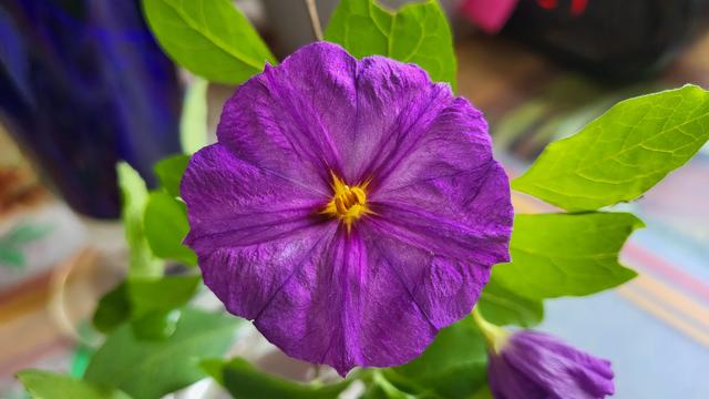 Close up of a flower with six broad purple petals with the texture of crepe paper and a bright yellow center.