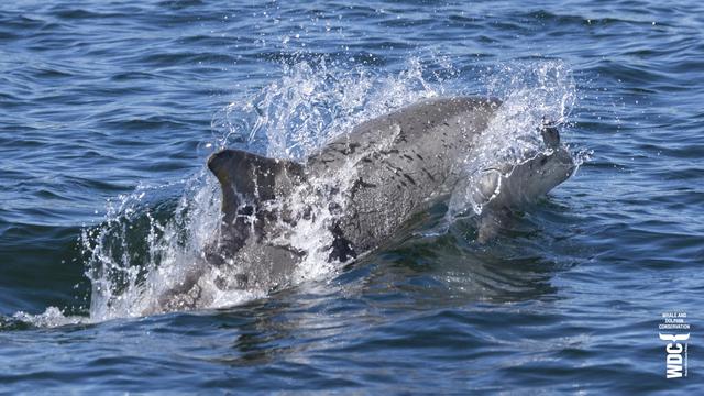 A young bottlenose dolphin racing along near the sea surface with spray going everywhere.