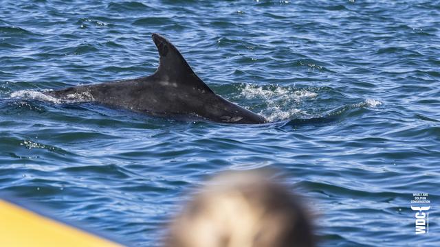 A large, dark dorsal fin of a bottlenose dolphin shows above the blue sea surface, in the foreground, the out of focus head of a passenger in the tour boat along with part of the yellow rubber hull.