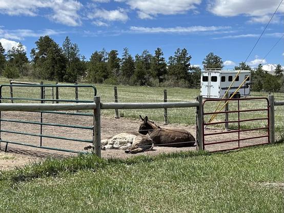 Two donkeys in a fenced paddock lying in the dirt. One has his head up in a faint-hearted attempt to stand guard. The other is completely supine and showing his big white belly.