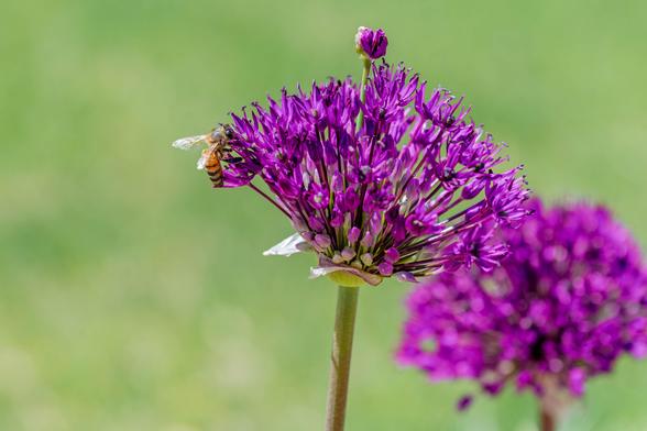 Close-up of a honeybee on a vibrant purple allium flower against a soft green background. The bee is collecting nectar near the edge of the spherical bloom.