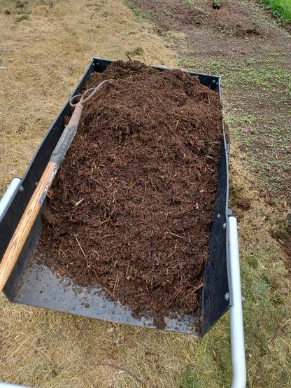 A black garden card filled with garden compost to be used as mulch.  A long-handled pitch fork is resting on top of the load.  Mulched garden pathway in background.  To the right rear is a weedy patch of milkweed just sprouting.