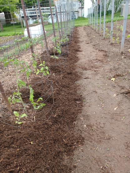 A 40 foot /12 m wide garden patch showing two rows of tomato plants.  There are 13 plants in each row and they are staked up and have wire cages around them.  Each plant is about 18 inches/45cm tall.  A deep layer of compost mulch has just been spread around the plants in the left row.