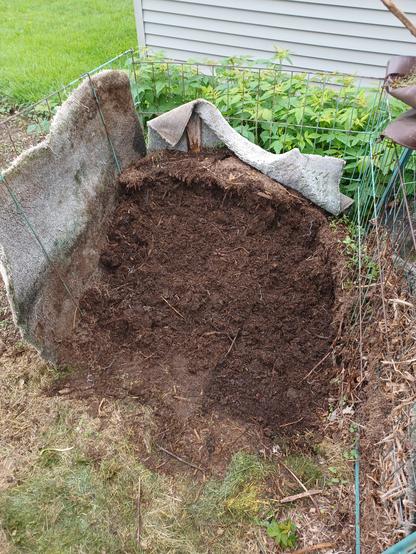 A wire mesh compost bin with some old carpeting for side coverage.  Bin has one side removed and has been partially emptied.  A sizeable pile of compost remains to be forked out.  A patch of raspberries is in the background.