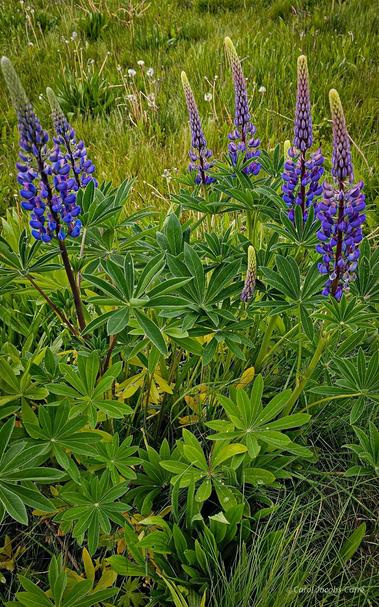 Tall spikes of bright navy blue flowers rise from mounds of the palmately compound dark green leavesof the big leaf lupin (Lupinus polyphyllus). The flowers look like pea flowers, with blue keels and a white to pink splotch on the top petal. The flower spikes are blooming from the bottom up, with yellow green buds at the top. These plants are growing in a partially restored patch of Puget prairie, part of a Seattle Parks effort at restoration of native habitat.
