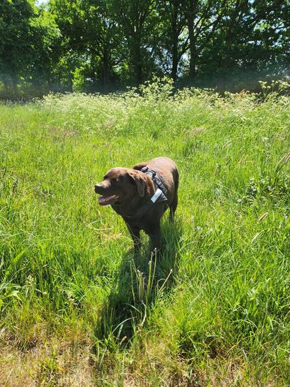 A grassy area. In it stands a chocolate brown Labrador. She's facing the camera, but her head is turned a bit to the left side of the snap. She's wearing a black harness. Her mouth is slightly open, showing off some blep.