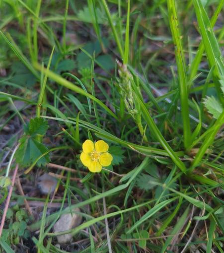 A little yellow five petaled flower among a bed of grass and jagged leaves