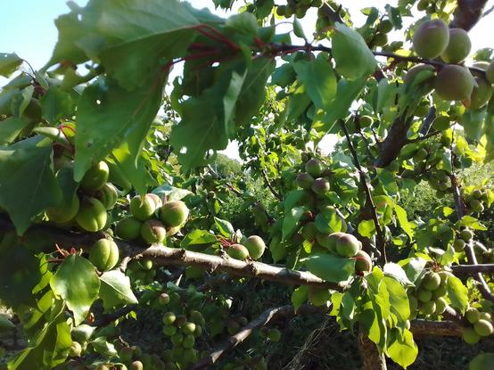 Close up view of the fruit laden apricot tree in the mini orchard at the other end of our allotments site