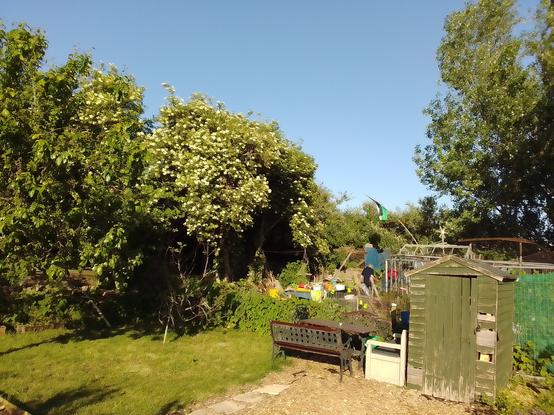 Bonus shot of the elder tree copse at the back of our plot viewed across the neighbouring 'kleingarten'
