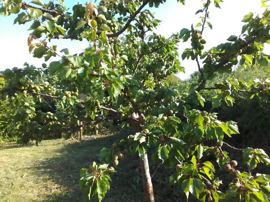 Wider view of the fruit laden apricot tree in the mini orchard