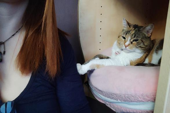 My calico cat Carrie casually lounging inside the side shelf of my desk on a pink macaron shaped cushion, extending her front paw forward and firmly pressing against my arm.