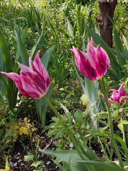Tulips