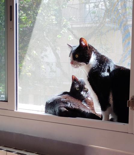Dos gatos están en la parte exterior de una ventana, protegida por una mosquitera que evita que salgan a la calle. Uno de ellos es de color blanco y negro, y está sentado mirando hacia la parte izquierda de la imagen. El otro es de color negro y está recostado al lado del primero, mirando en dirección a la cámara.
De fondo se puede apreciar la calle, un edificio y árboles. Hace mucho sol y les está dando directamente a los gatos.