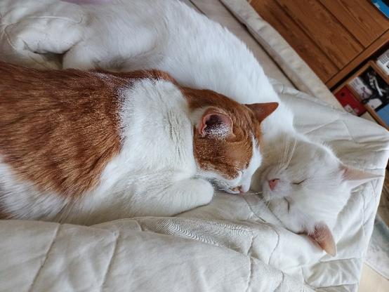 Auf einer beigen Decke liegt eine rotweiße Katze der Länge nach an mein Bein gekuschelt, welches unter der Decke versteckt ist. Ihren Kopf hat sie an den schneeweißen Kater gekuschelt, der im rechten Winkel zu ihr liegt und das untere Ende meiner Wade als Kopfkissen nutzt.