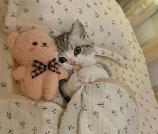 Cute itten in bed next to a soft toy teddy.