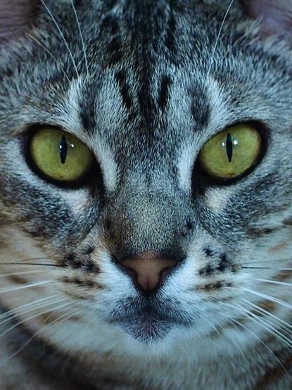 Close-up of a tabby cat's face with striking yellow-green eyes, featuring a grey and black striped fur pattern.