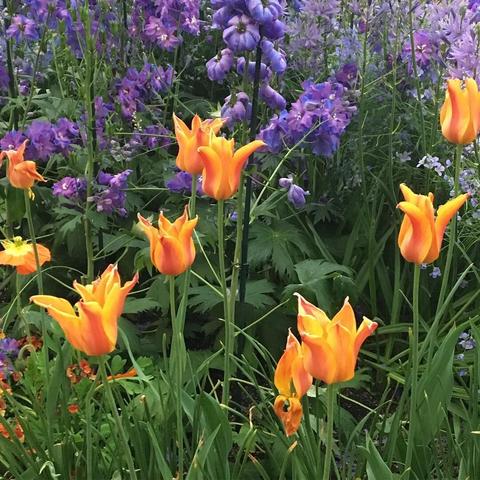 A garden picture.  The bottom two-thirds of the picture shows some 10 or so garden tulips, bright orange in color.  The upper third of the picture is a good smattering of purple flowers, appearing to be three different types.  A couple of the flower types are a deeper, more vivid purple (with extremely full petals), while the other is more of a lavender color (with five, thinner petals).