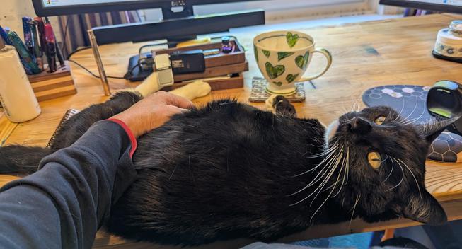 Black cat lying on a desk staring hard at the camera