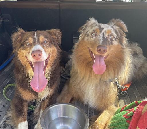 Close up of two Australian shepherds lying in the back of a car, side by side, looking directly at the camera, pink tongues a wagging.  A Red Triangle is on the left; Red merle on the right. A water bowl can be seen infant of them
