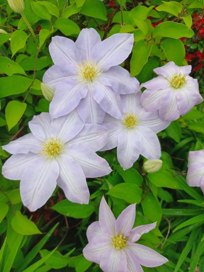 Close overhead view of 5 Clematis blossoms fully open. Each flower is a pale lavender, has 8 petals, a yellow center and are fully open.  Background is the pale green foliage of the Clematis vine.