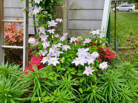 A Clematis vine with numerous pale lavender flowers all fully open and a lot of flower buds yet to open.  The vine is growing on top of an Azalea bush which is also in flower with bright red flowers.  In front are a lot of tiger lillies pushing up to the sun.  An old aluminum ladder is leaning up against a grey building and chimney in the background.