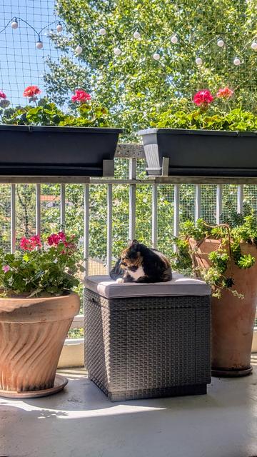 Ma chatte installée sur un pouf sur le balcon au milieu des plantes et des fleurs