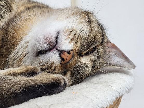 Nahaufnahme einer Tigerkatzenschnute. Man sieht Zunge und Reißzahnspitzen.