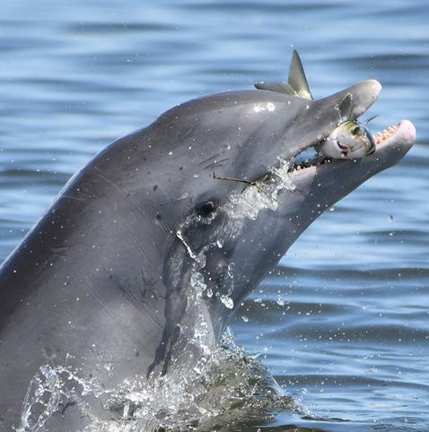 image/jpeg a sleek, grey, bottlenosed dolphin comes partially out of the water with a fish captured it in its mouth.
Photo from Sarasota Dolphin Research Program.
https://sarasotadolphin.org/tangled-food-web/